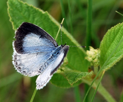 Summer azure (Celastrina neglecta) lays egg on Ceanothus americanus